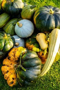 autumn harvest of various squash from the Cucurbitaceae family