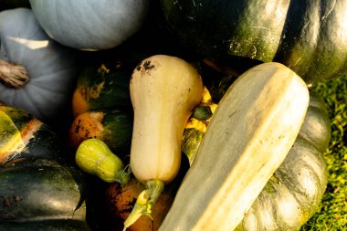 autumn harvest of various squash from the Cucurbitaceae family
