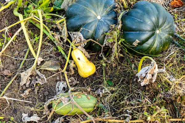 Butternut Squash Fall Grown Organic Vegetable Garden — 스톡 사진