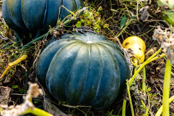 Butternut squash in the fall grown in an organic vegetable garden