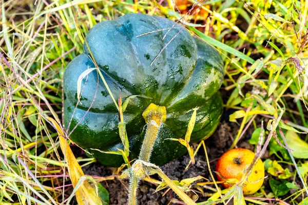 Butternut Squash Fall Grown Organic Vegetable Garden — Stock Photo, Image