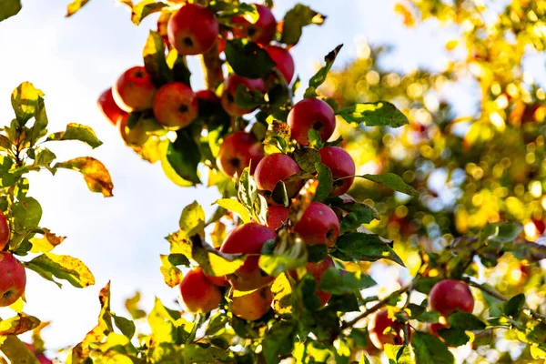 Beautiful ripe red apples in the fall on an apple tree