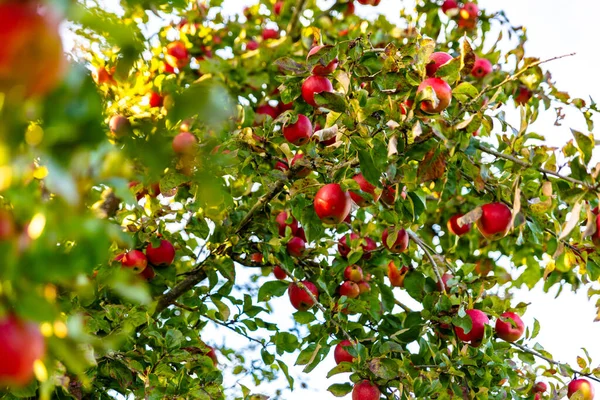 Beautiful ripe red apples in the fall on an apple tree