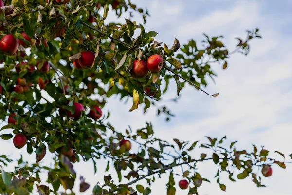 Beautiful Ripe Red Apples Fall Apple Tree — Zdjęcie stockowe