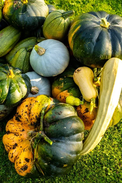 autumn harvest of various squash from the Cucurbitaceae family