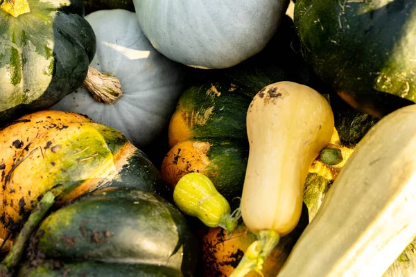 autumn harvest of various squash from the Cucurbitaceae family