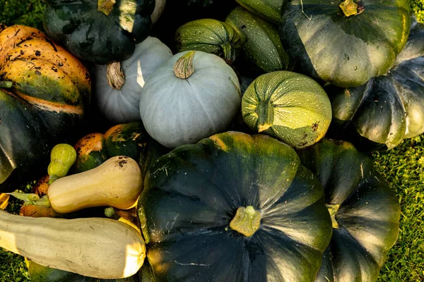 autumn harvest of various squash from the Cucurbitaceae family