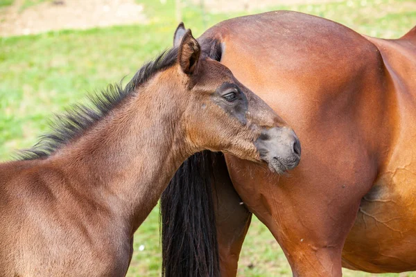 Bay Foal Who His Mother Summer Meadow — Stock Photo, Image