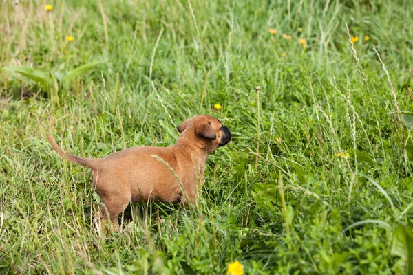 Netter Bastard Malinois Welpe Und Bulldogge Spielen Gras — Stockfoto