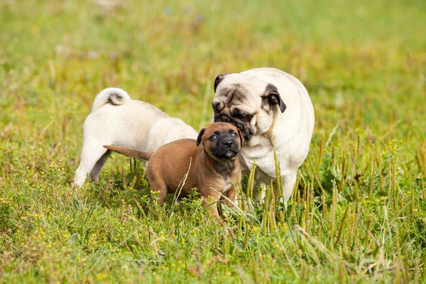 かわいいです野郎Malinois子犬とブルマスチフ遊びますとともにパグ子犬 — ストック写真