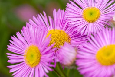 Meksikalı pire ya da çiçekteki Erigeron Karvinskianus. Papatya ailesinde sarı kalpli pembe (Asteraceae))