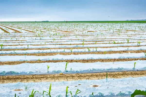 Pola Uprawne Kukurydzy Plastikowej Folii Młodymi Pędami — Zdjęcie stockowe