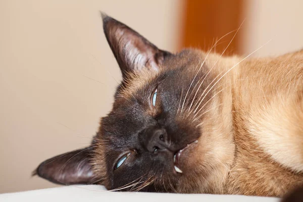 具有美丽蓝眼睛的暹罗猫的画像 不喜欢小恶魔的头和讨厌的眼神 — 图库照片
