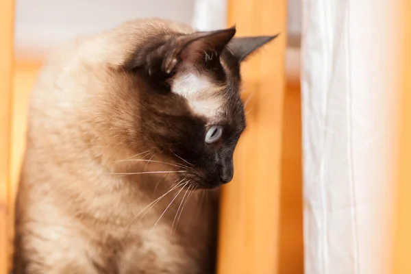 Πορτρέτο Μιας Χαριτωμένης Σιαμαίας Γάτας Φυλής Όμορφα Μπλε Μάτια — Φωτογραφία Αρχείου