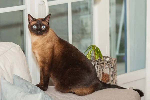 美丽蓝眼睛的可爱暹罗品种猫的肖像 — 图库照片