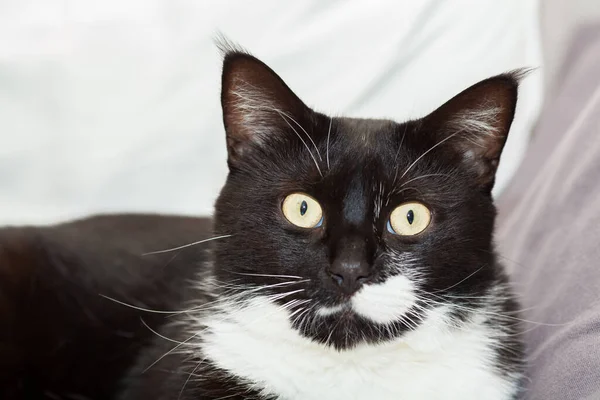 Porträt Einer Süßen Schwarz Weißen Langhaarigen Katze Mit Gelben Augen — Stockfoto