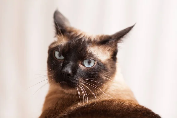Retrato Gato Siamês Com Belos Olhos Azuis Não Feliz Com Imagem De Stock
