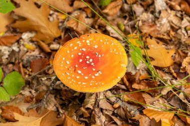 Amanita muscaria mantarı sonbahar ormanlarında sonbahar zamanı. Uçan agarik, sarı-turuncu yapraklı zehirli kırmızı mantar. Sonbahar sezonu