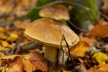 Sonbaharda ormanda yağmurdan sonra genç boletus