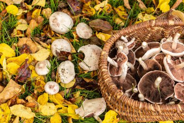 Çayırda sepeti olan beyaz mantarlı agaricus kampı topluyorum.
