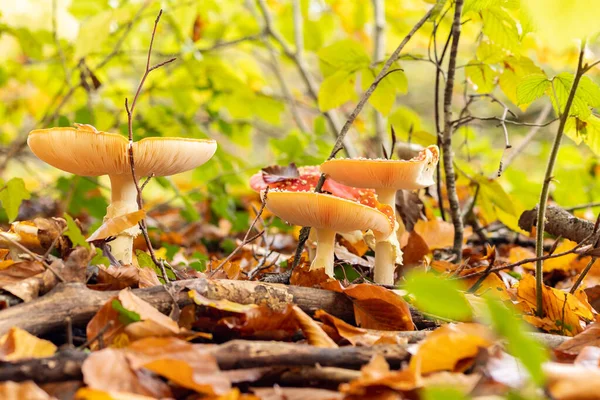 Grzyby Amanita Muscaria Jesiennym Lesie Jesienią Czasu Mucha Agaric Dziki — Zdjęcie stockowe