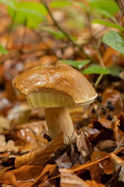 Młody Boletus Deszczu Jesienią Lesie — Zdjęcie stockowe