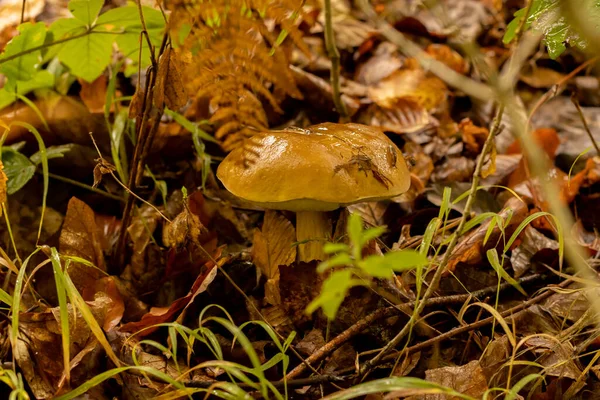 Jeune Bolet Après Pluie Automne Dans Forêt — Photo