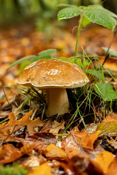 Jeune Bolet Après Pluie Automne Dans Forêt — Photo