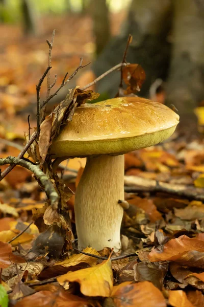 Młody Boletus Deszczu Jesienią Lesie — Zdjęcie stockowe