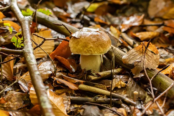 Młody Boletus Deszczu Jesienią Lesie — Zdjęcie stockowe
