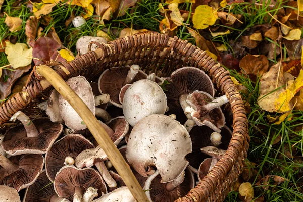 Escolhendo Cogumelos Selvagens Brancos Agaricus Campestris Com Uma Cesta Vime — Fotografia de Stock