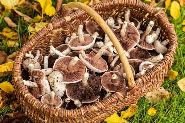 Escolhendo Cogumelos Selvagens Brancos Agaricus Campestris Com Uma Cesta Vime — Fotografia de Stock