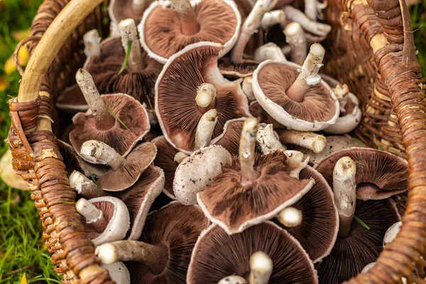 Escolhendo Cogumelos Selvagens Brancos Agaricus Campestris Com Uma Cesta Vime — Fotografia de Stock
