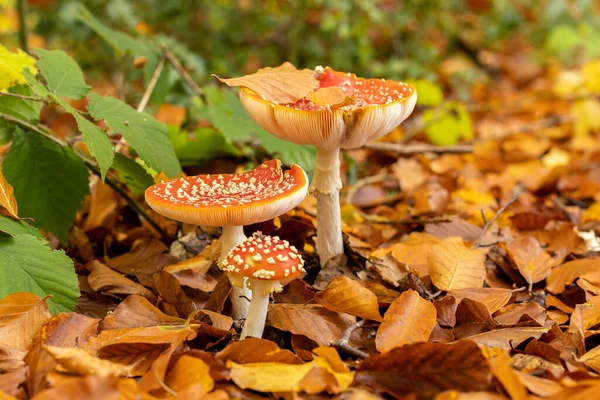 카리아 버섯은 가을철에는 있습니다 노란색 오렌지색 나뭇잎에 야성적 버섯을 스톡 이미지