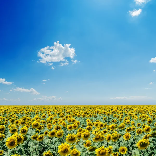 Zonnebloemen veld en witte wolken op blauwe hemel — Stockfoto