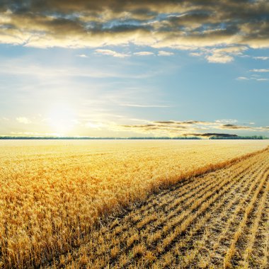 sunset over wheat field clipart