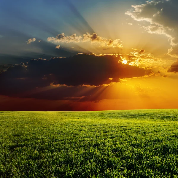 Pôr do sol sobre campo verde agrícola — Fotografia de Stock