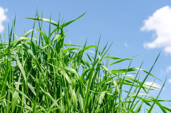 Grünes Gras — Stockfoto