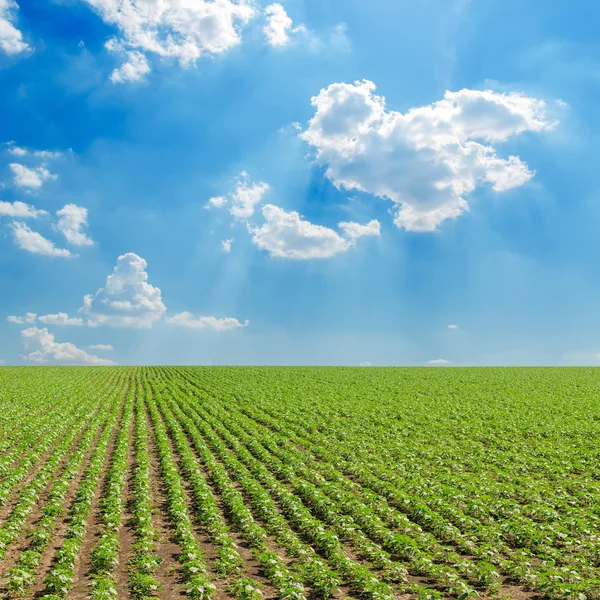 Field with green sunflowers under cloudy sky — Stock Photo, Image