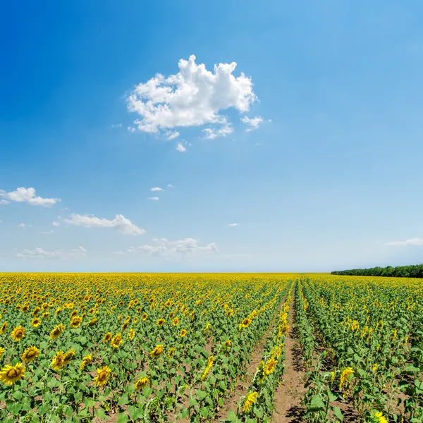 Solrosor fältet under ljus blå himmel — Stockfoto