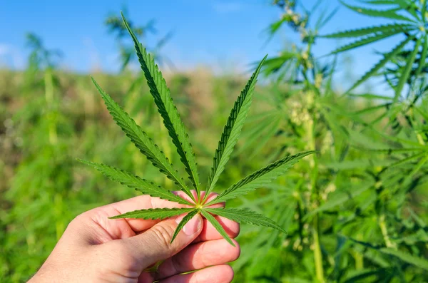 Green leaf of marijuana in hand — Stock Photo, Image