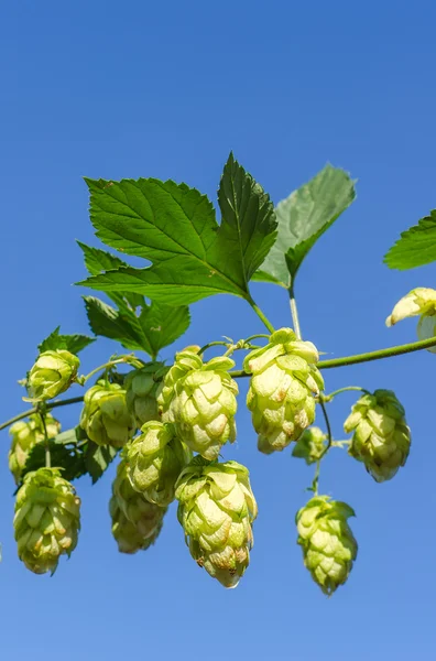 Branch of green hops — Stock Photo, Image