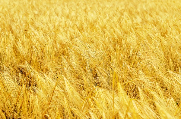 Goldenes Feld mit Ernte — Stockfoto