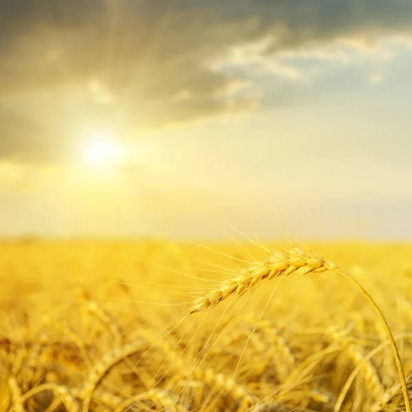 Puesta de sol sobre campo de oro. enfoque suave — Foto de Stock