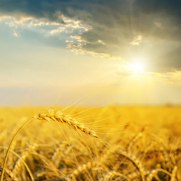 Campo con espigas de oro de trigo en la puesta del sol —  Fotos de Stock