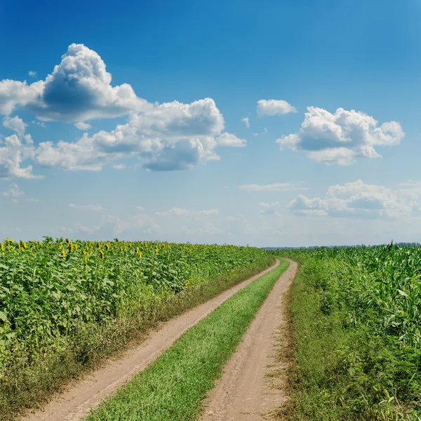 Landelijke weg in agrarische velden onder bewolkte hemel — Stockfoto