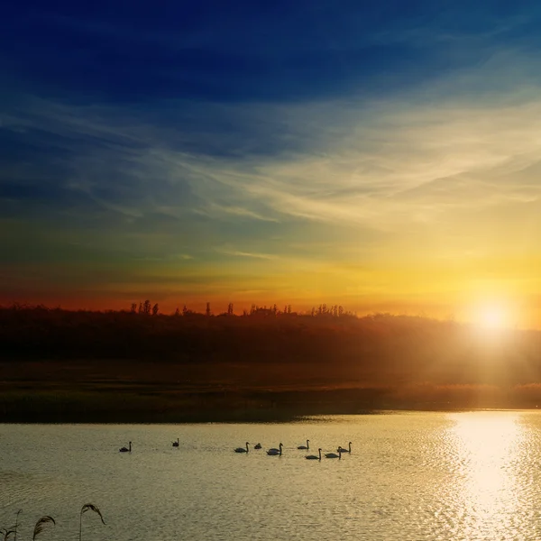 Solnedgang over floden med svaner - Stock-foto