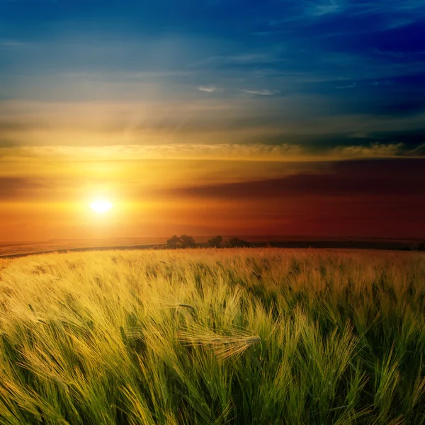 Pôr-do-sol dramático sobre campo verde — Fotografia de Stock