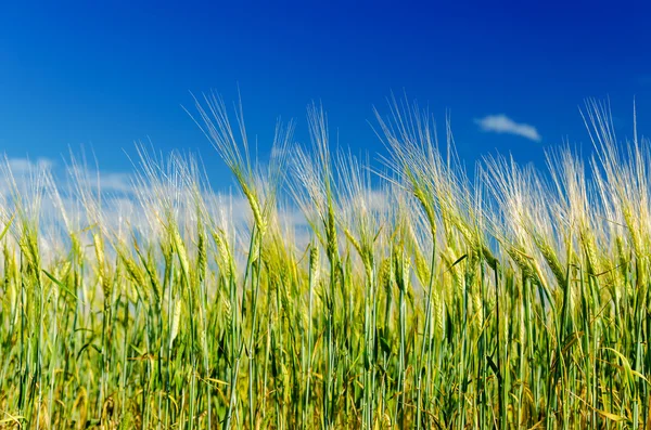 深い青色の空の下で緑の収穫 — ストック写真