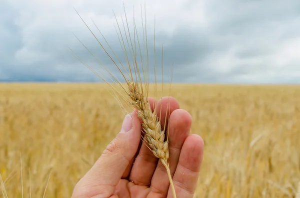 Colheita dourada na mão sobre campo — Fotografia de Stock